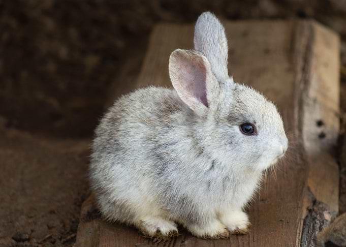 rabbit