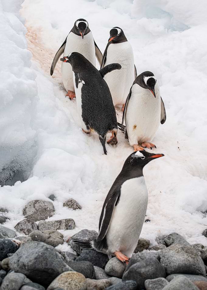 Penguin cohabitation
