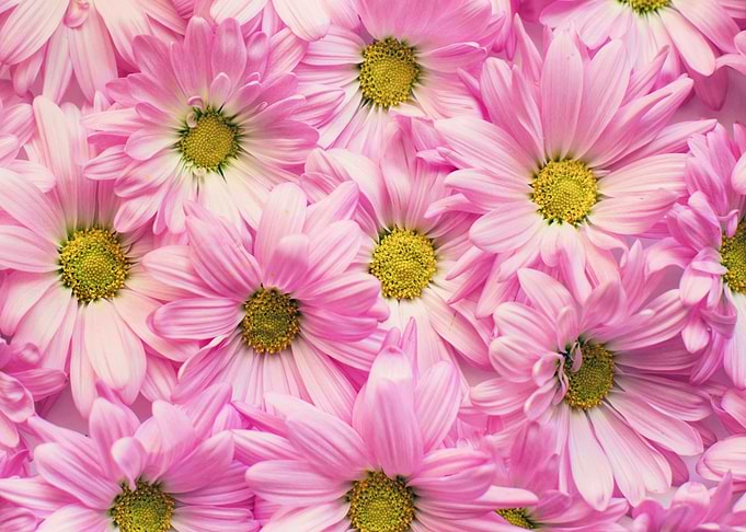 pink daisies flowers