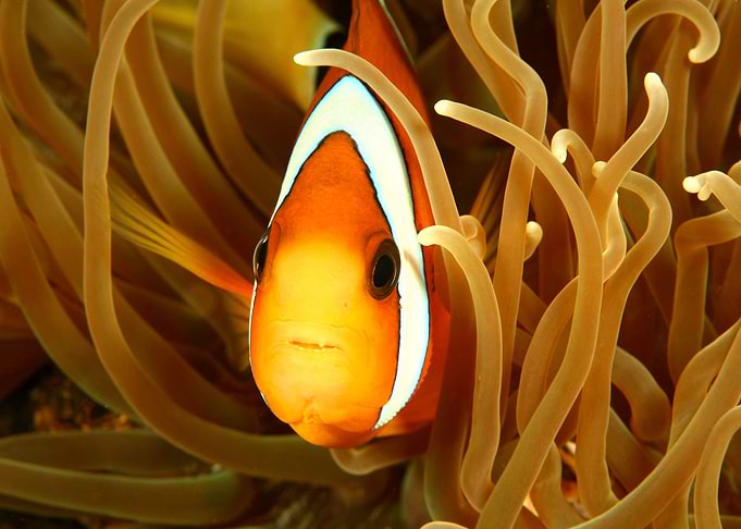 Clownfish