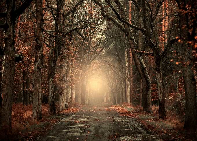 Morning autumn road, trees