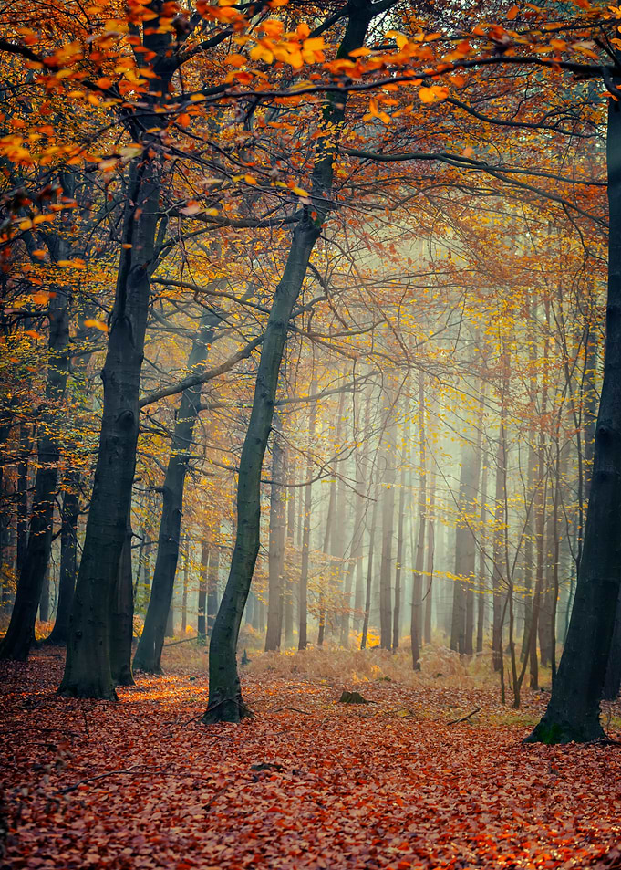 Autumn trees, forest,alley