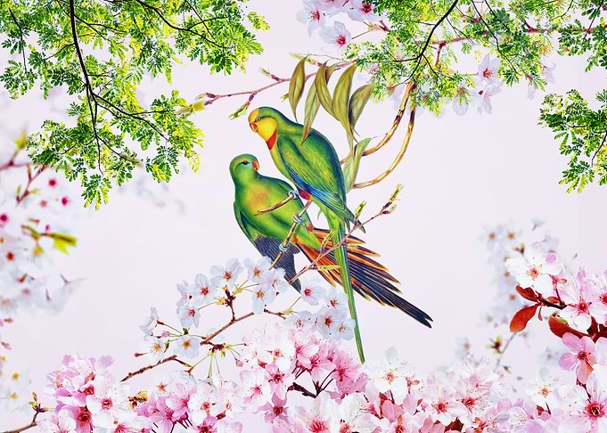 Parakeet in a cherry tree