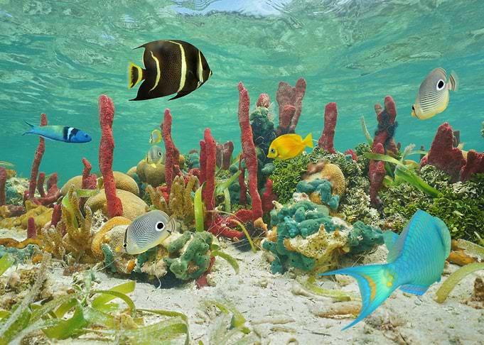 Vivid Fish and Coral Reef