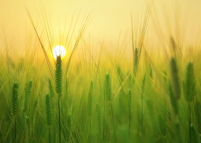 green barley field