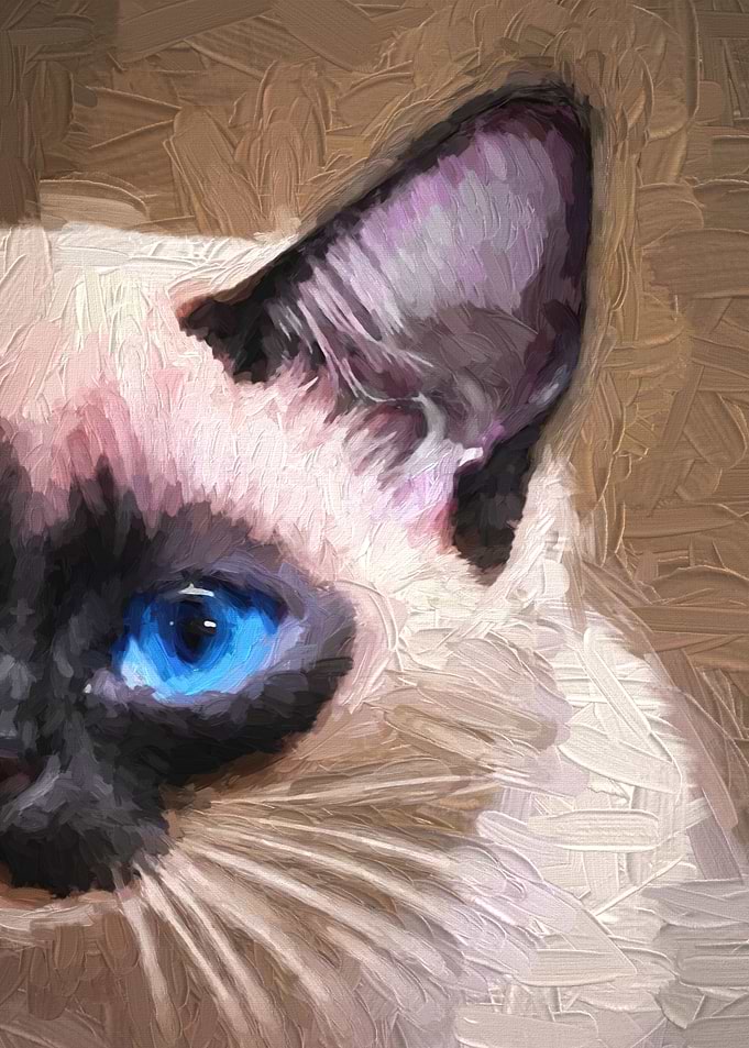 Oil Siamese Kitten Portrai