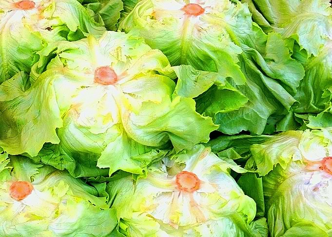 lettuce