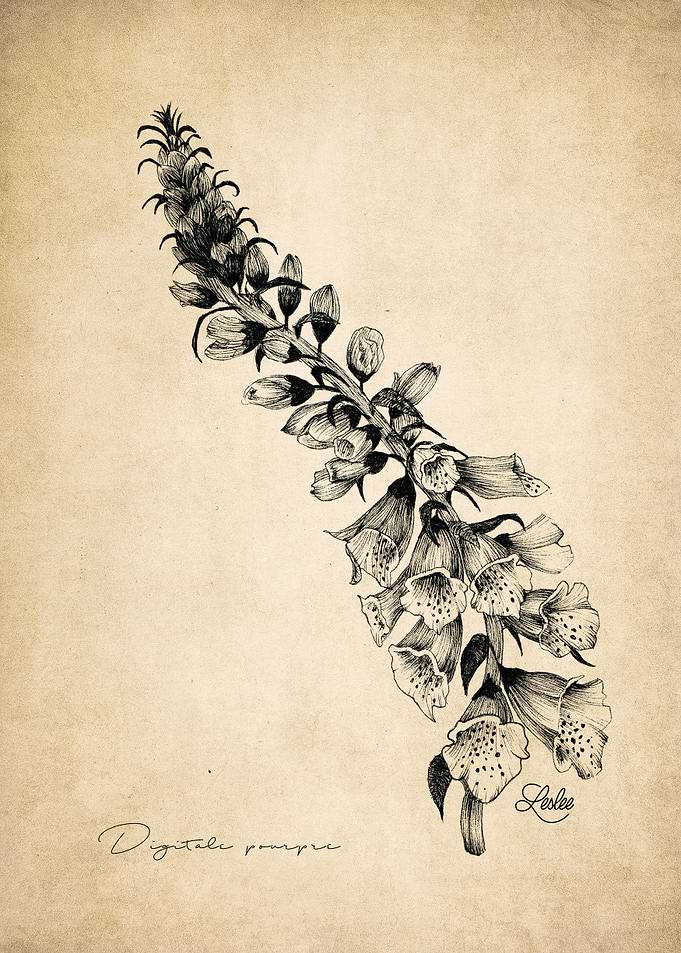 purple digital herbarium
