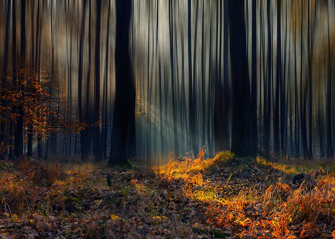 Autumn trees,forest,leaves