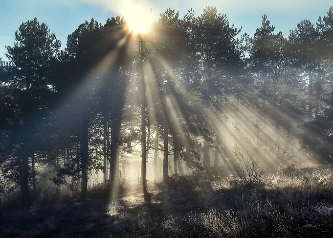Sunrise in woods