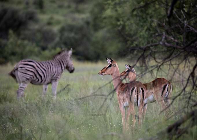 Antelopes and Zebra