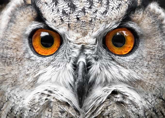 Orange Yellow Owl Eyes