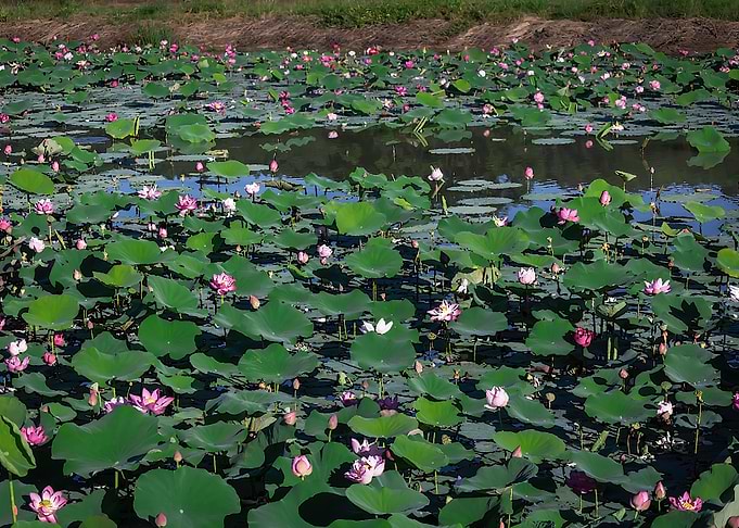 lotus
