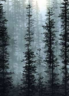 Foggy pine trees forest