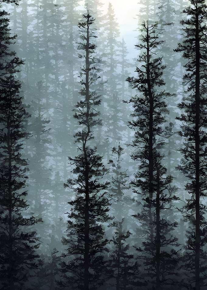 Foggy pine trees forest