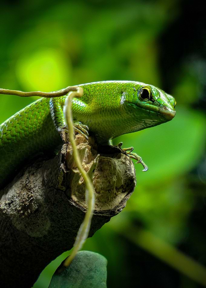 Green Lizard Reptile