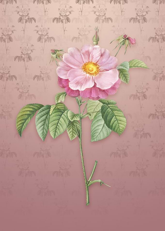 Speckled Provins Rose