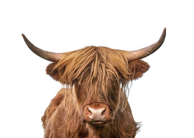 Golden Highland Cow