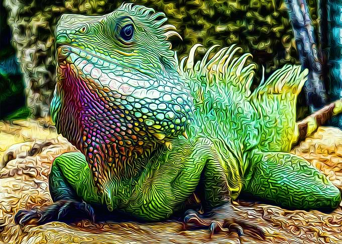 Iguana