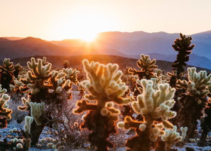 Cactus Garden California