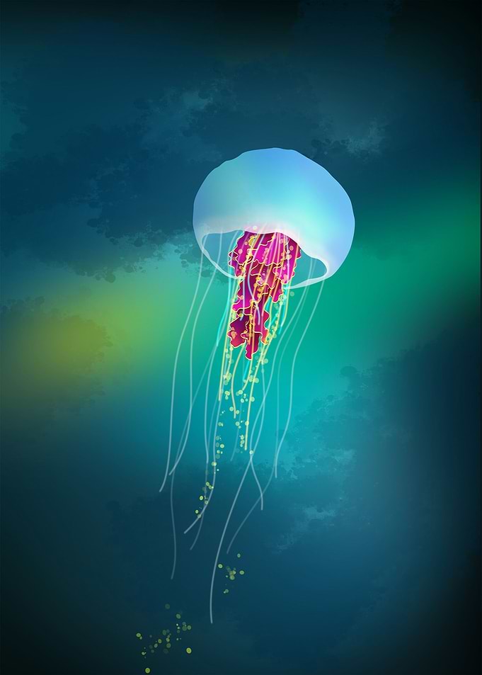 Jellyfish
