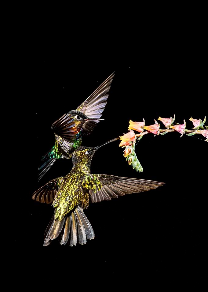 honey birds