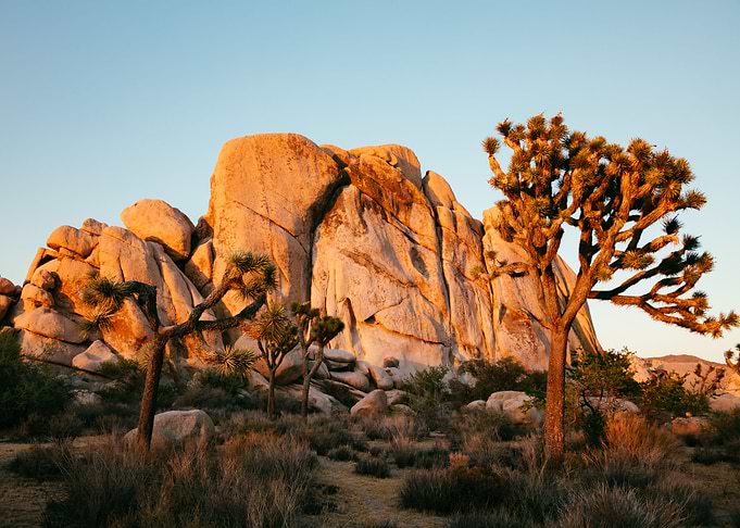 Joshua Tree National Park