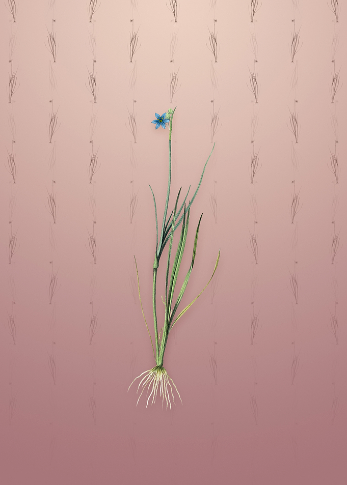 Narrow Blue eyed grass