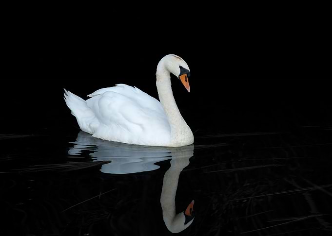 Swan