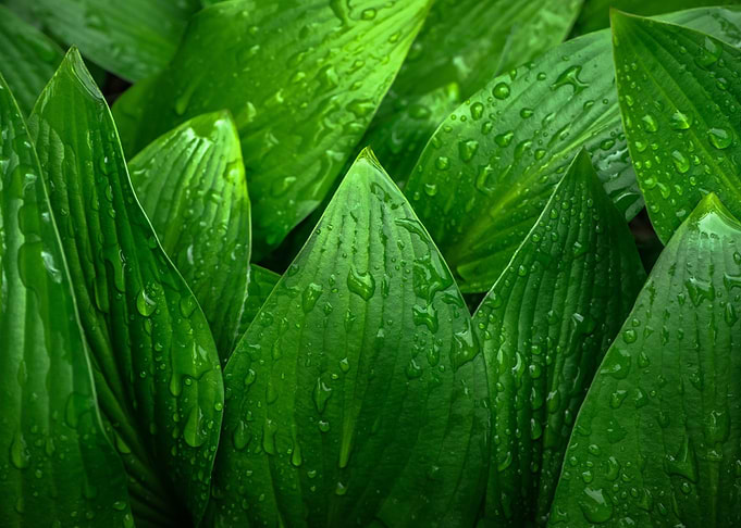 leaf broadleaf wet