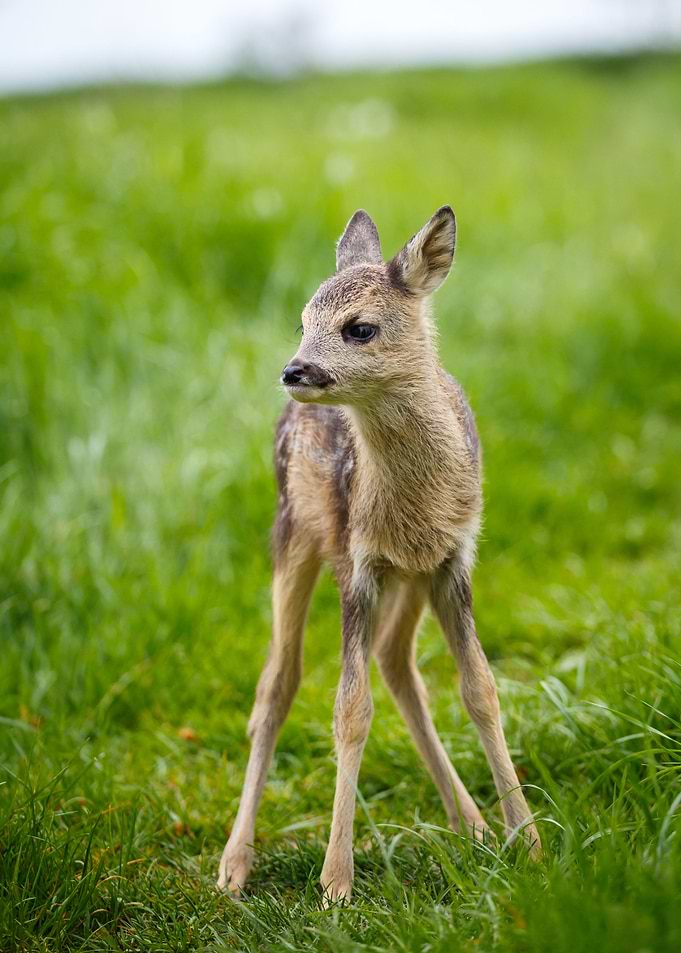 Deer