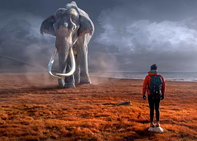 Mystic Animal Pictures