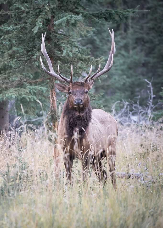Deer