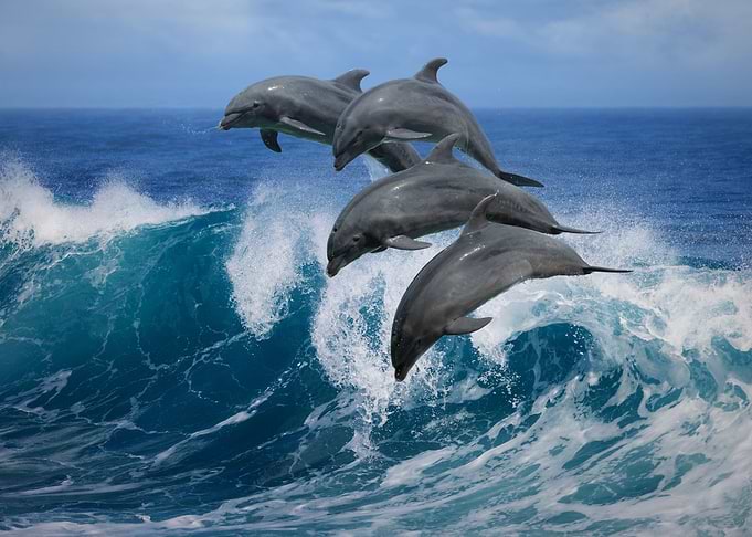 Four Bottle Noise Dolphins