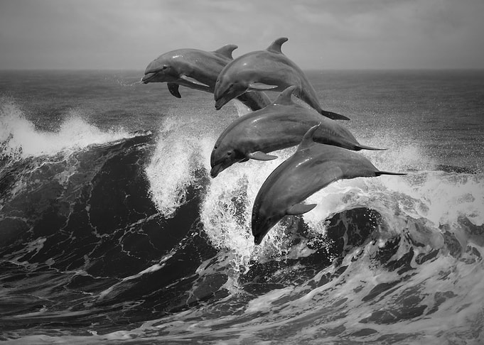 Four Bottle Noise Dolphins