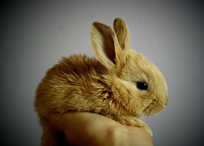cute rabbit