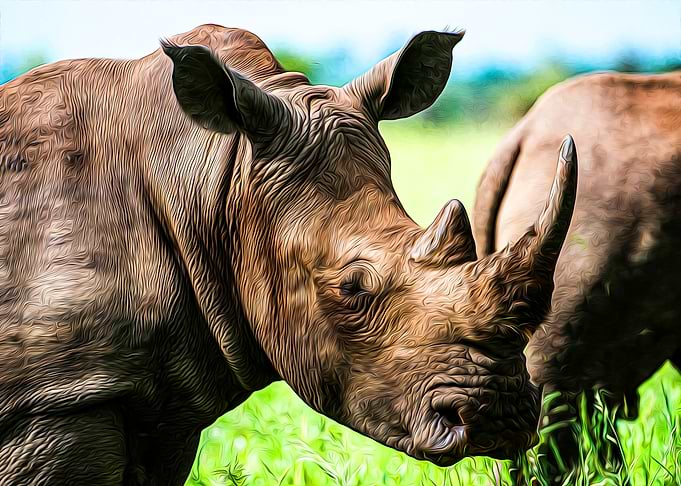 Rhino