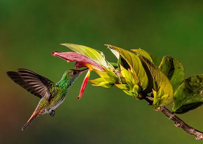 Rufous Tailed Hummingbird