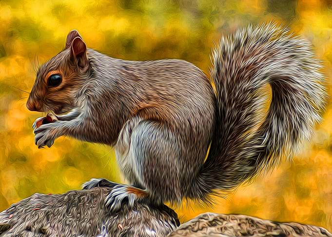 Squirrel