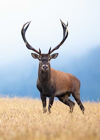 Deer