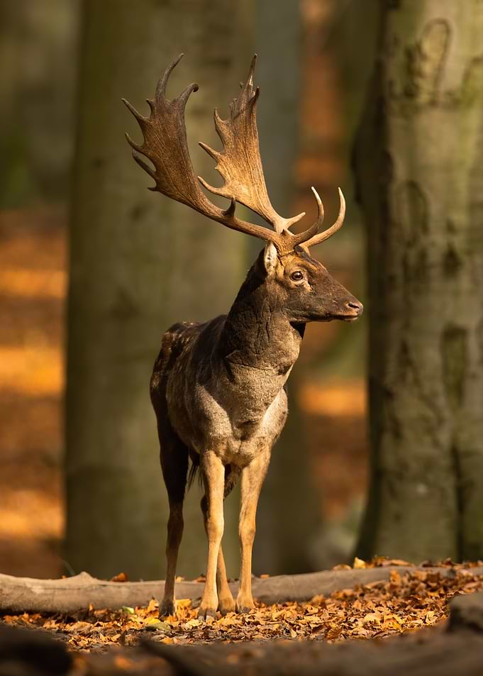 Deer