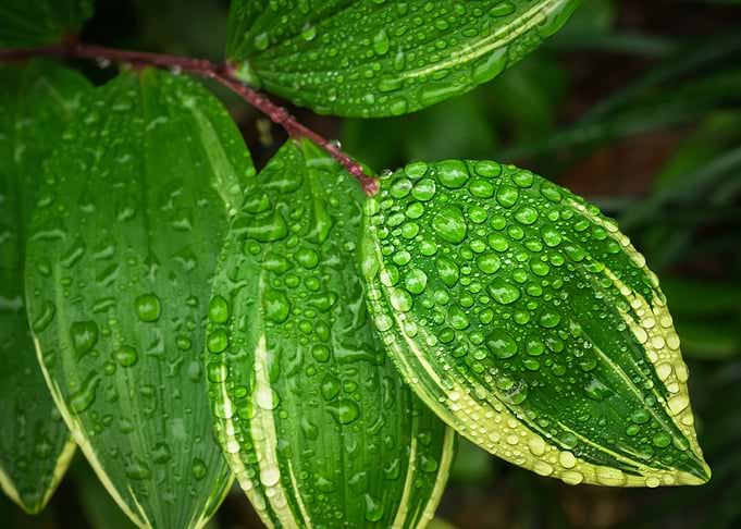 leaf wet broadleaf
