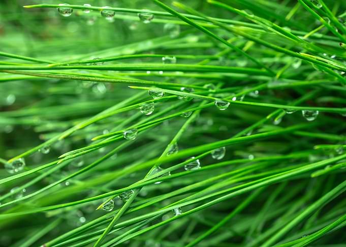 pine wet