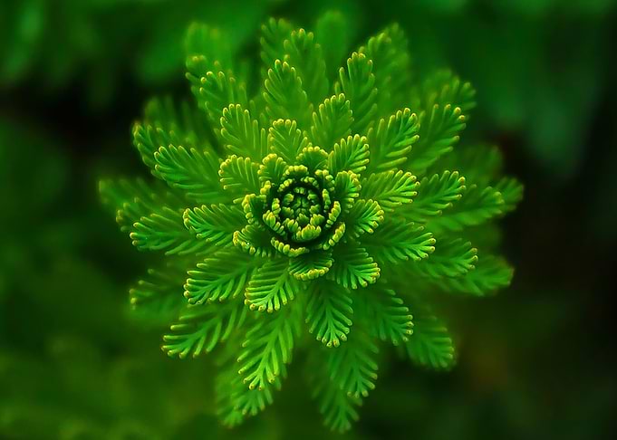 fern