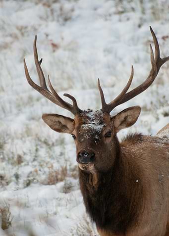 Deer