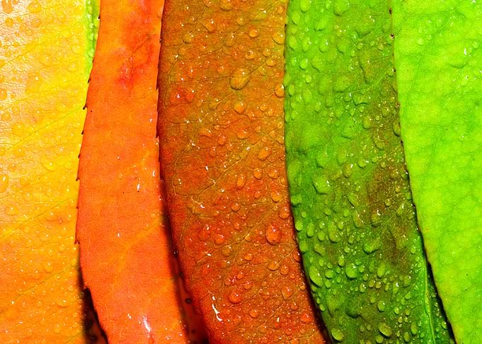 colorful leaf