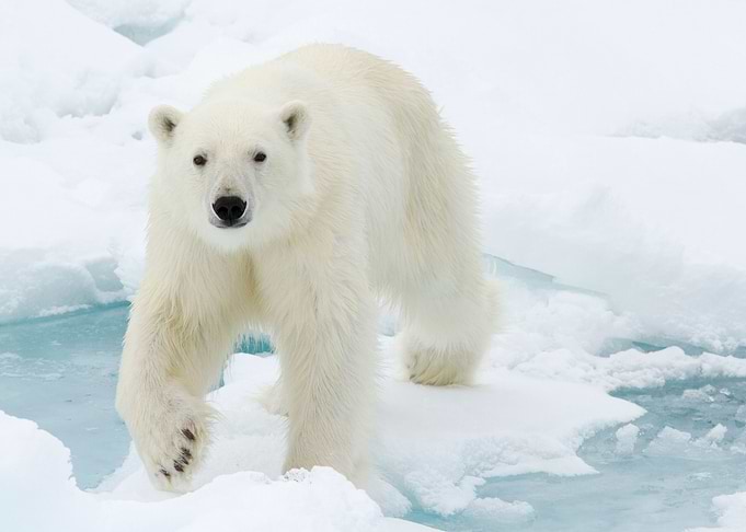 Giant White Polar Bear