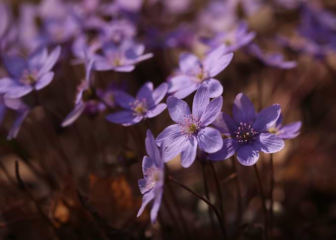 Spring flowers