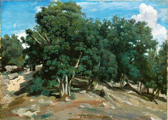Fontainebleau Oak Trees