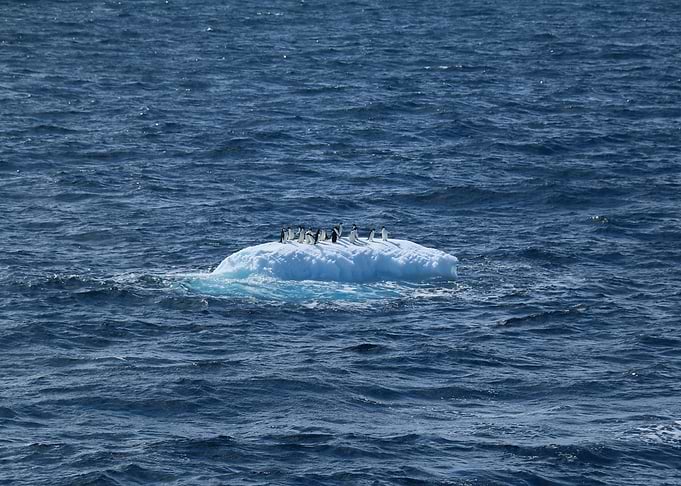 Penguins on an Iceberg